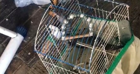 Aile Üyeleri Şokta! Eve Giren Yılan Kafesteki Kuşu Yedi