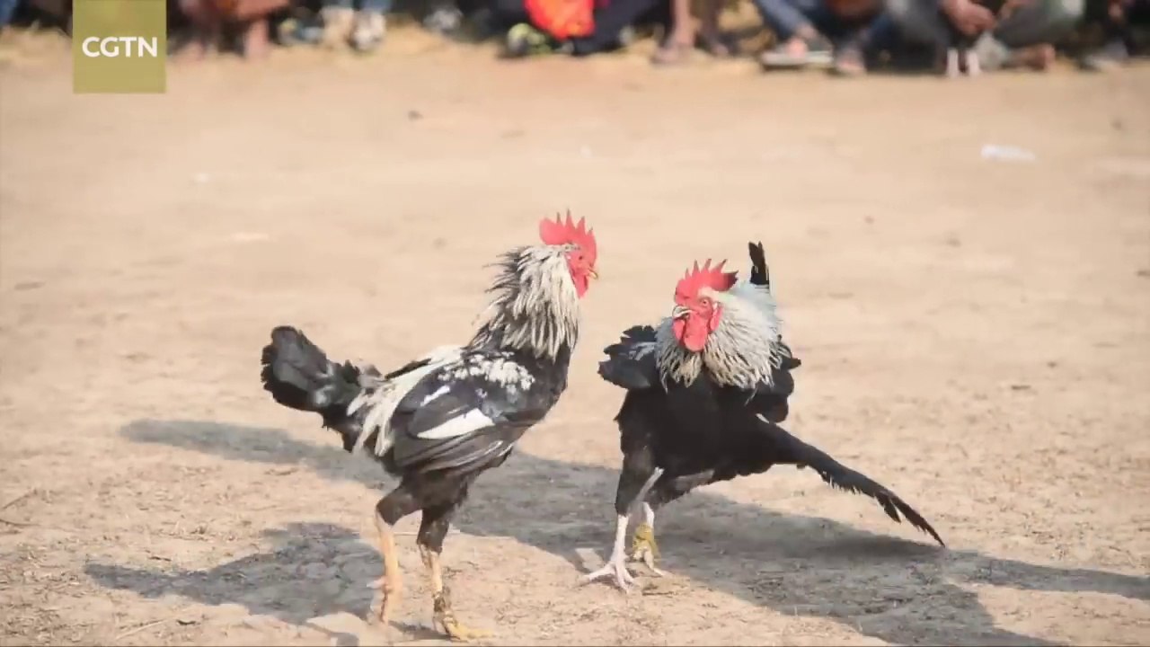 Traditional cockfight a highlight in Indian festival