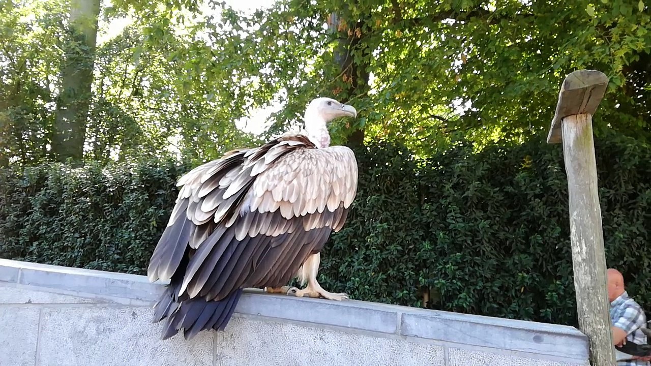 VAUTOUR RECALCITRANT P.D-