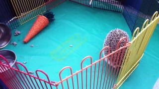 Cats and Hedgehog Playing