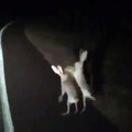 2 lièvres se bagarrent sur le bord de la route