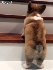 Corgi dog's first attempt climbing the stairs