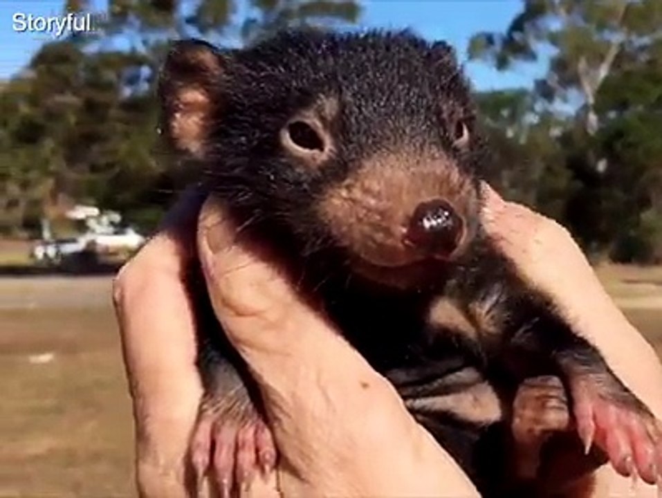 Adorable Tasmanian devil joey enjoys tickles and cuddles