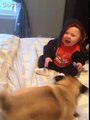 Pug puts a baby in a fit of giggles