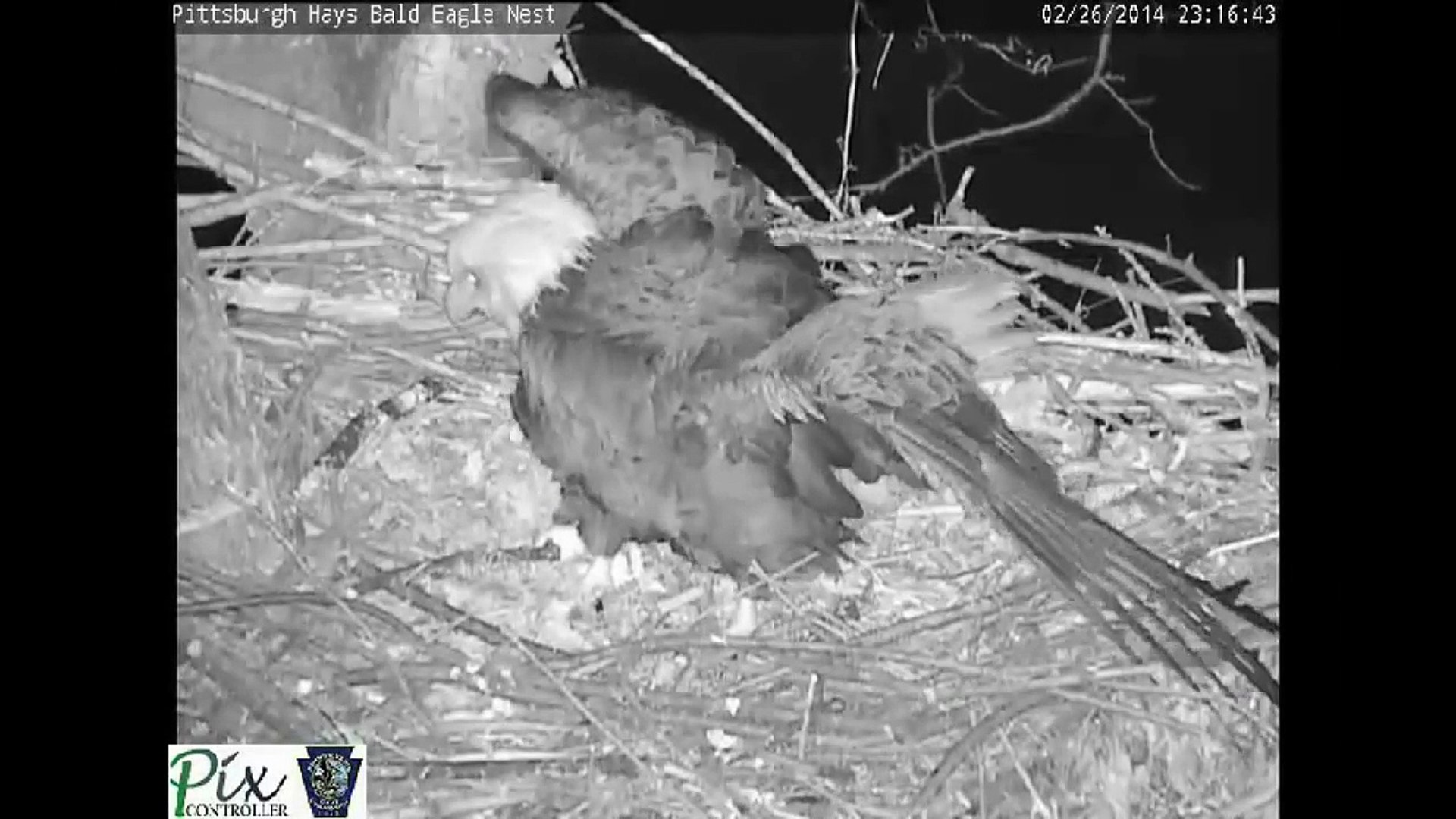 Dramatic video of a raccoon attacking the Pittsburgh Hays bald eagles