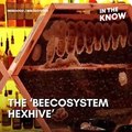 This new beehive lets you build a bee colony right in your living room 