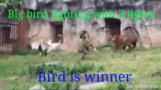 Big bird fighting with 3 tigers ,bird is winner