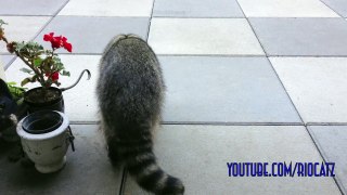 Fred the Friendly Raccoon Part 16