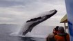 Cette baleine saute au-dessus d'un bateau sans prévenir !