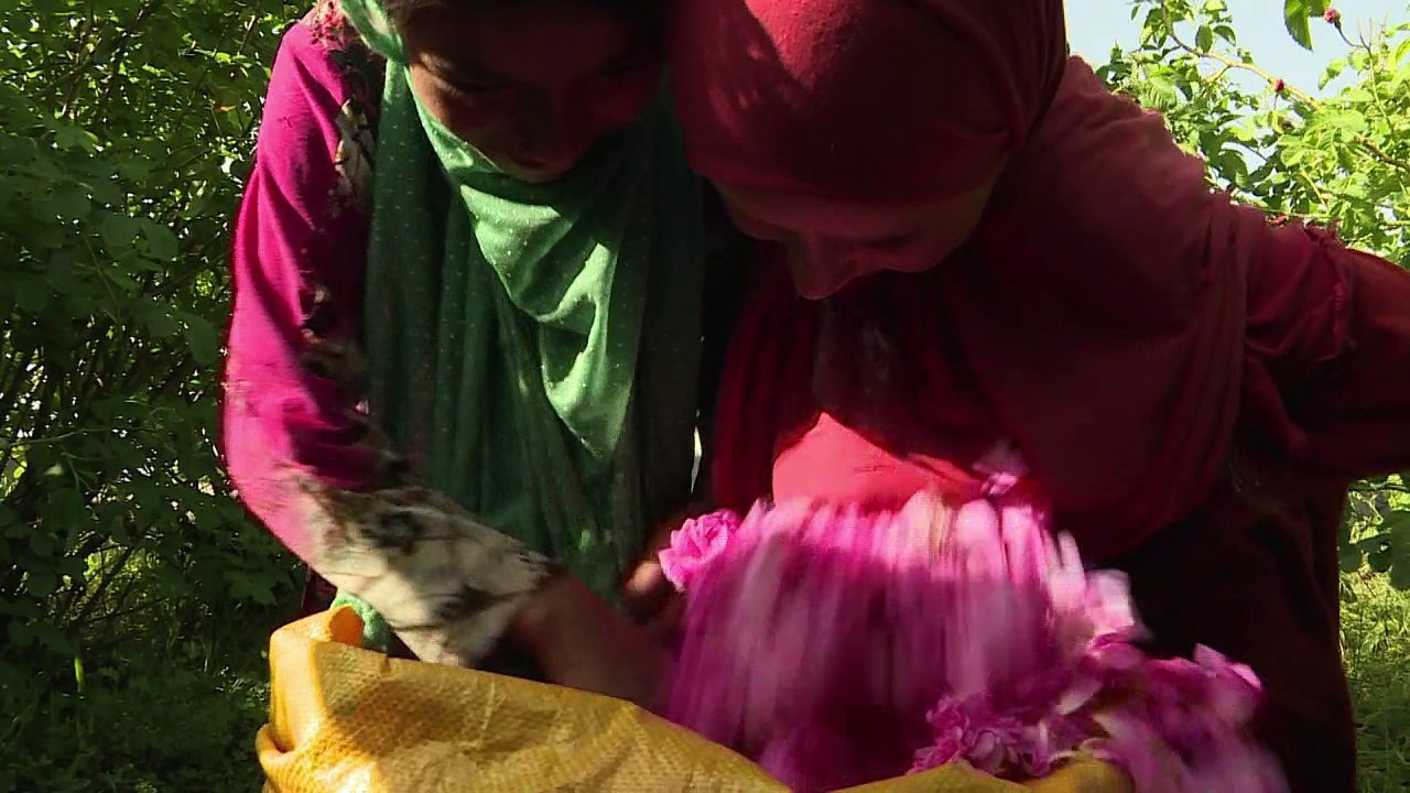 Guns and Roses: Afghanistans Opium-Bauern steigen um