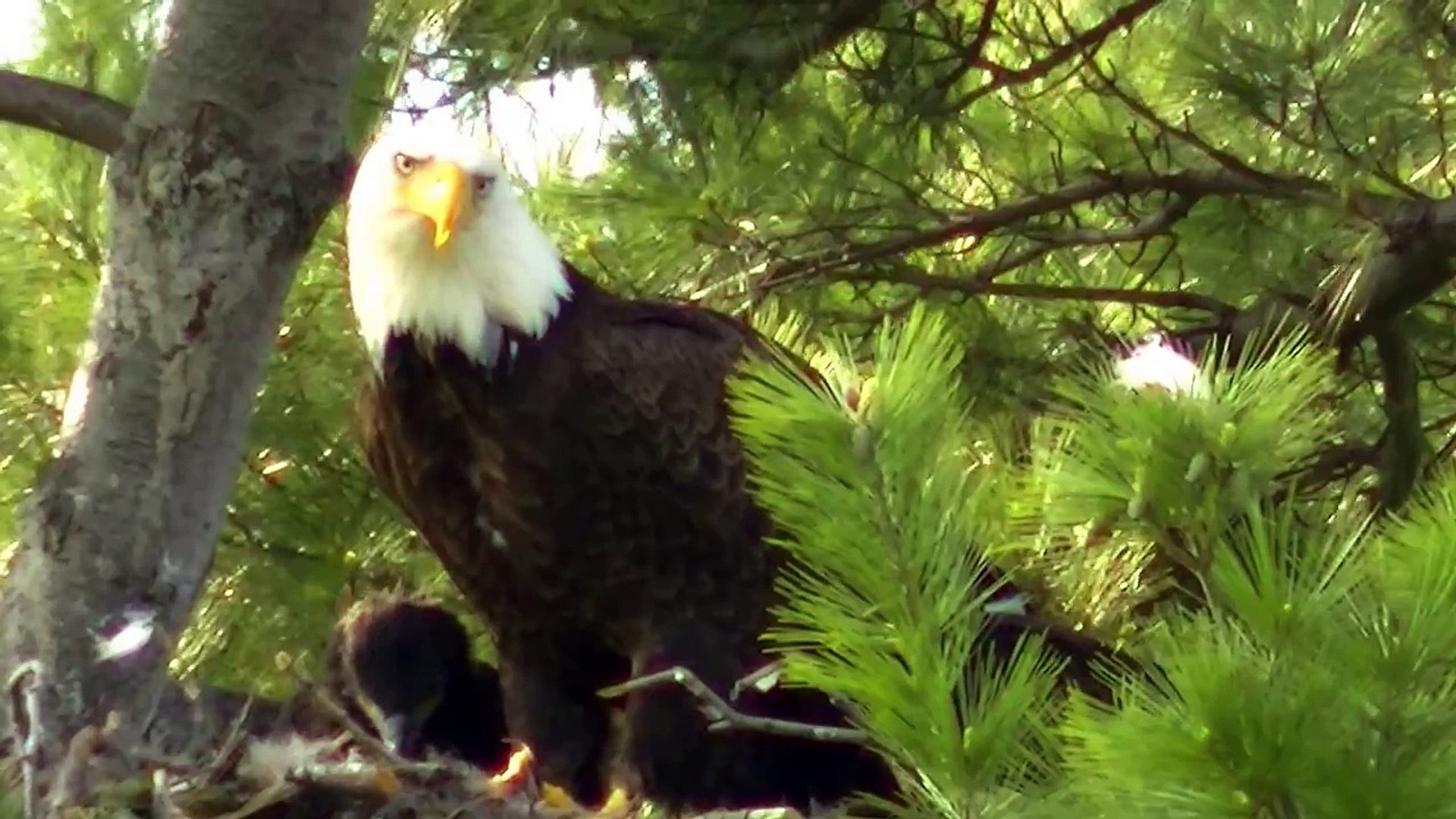 Hungry Eaglets ! Bald Eagle Nesting Feeding the Young !