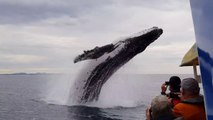 Un baleine à bosse éclabousse un bateau de touristes (Australie)