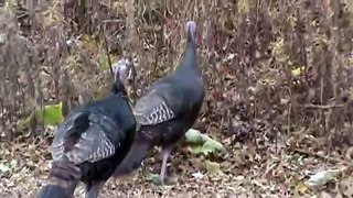 Wild Minnesota Turkey Montage!!!