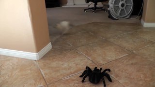 Kitten Vs Spider