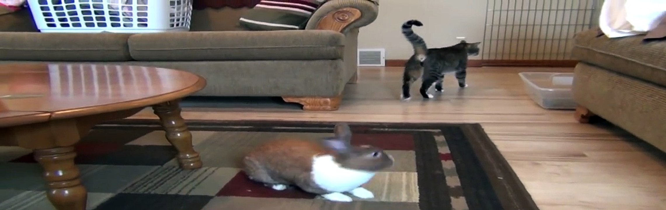 Rabbits And Cats