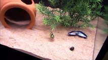 Funny Fishes Playing With A Laser Pointer
