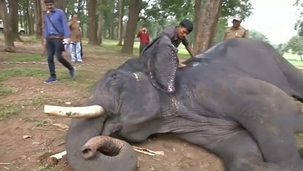 خدمات فاخرة من فئة خمس نجوم لفيلة محمية هندية