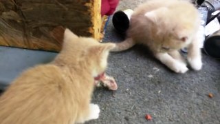 Hungry Kitten Kitten Eating Chipmunk