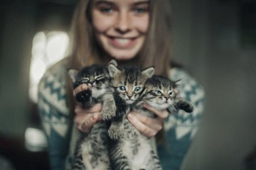 C'est la journée des chats ! Lequel vous faut-il ?