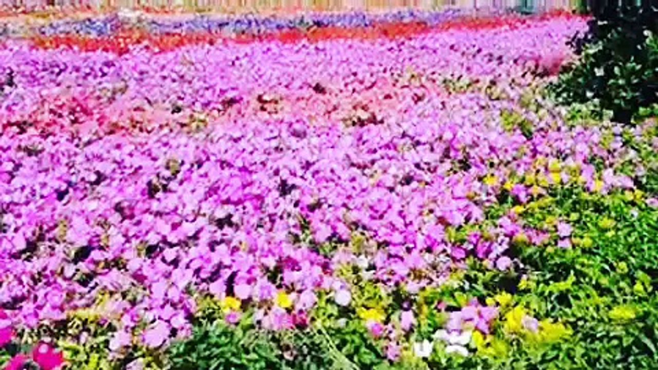 World Largest Flower garden Located at Dubai