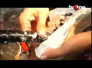 Kisah Sabu di Dalam Sepatu (Bagian 2)