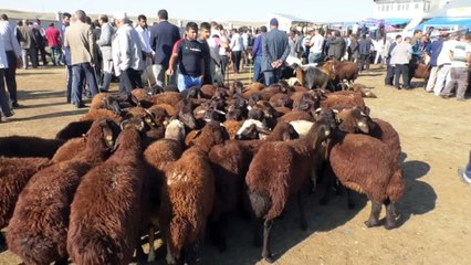 Kurban pazarında bayram hareketliliği