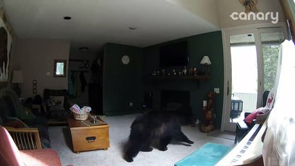 Cet ours rentre dans une maison et se met à jouer du piano