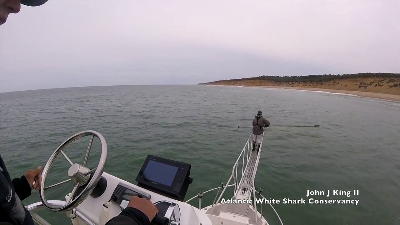 Un pecheur surpris par un grand requin blanc juste sous ses pieds... Impressionnant