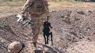 Taliban Goat Attacks Welsh Guardsman.