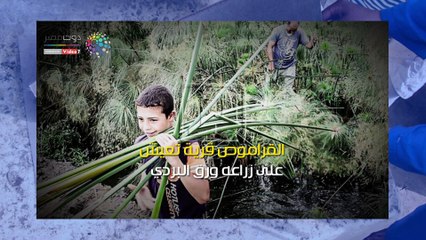 فيديو.. حكاية قرية مصرية غزت العالم بورق البردي