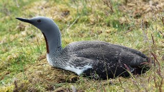 Loons Sounds of Nature For Relaxation