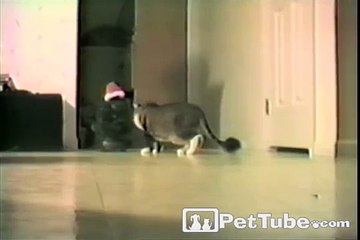 Xmas Tree Surprise PetTube