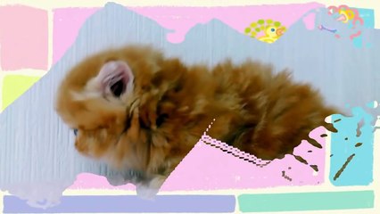 Fluffy Orange Kitten With Blue Eyes Too Cute