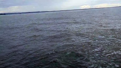 Un baleine à bosse éclabousse un bateau de touristes (Australie)