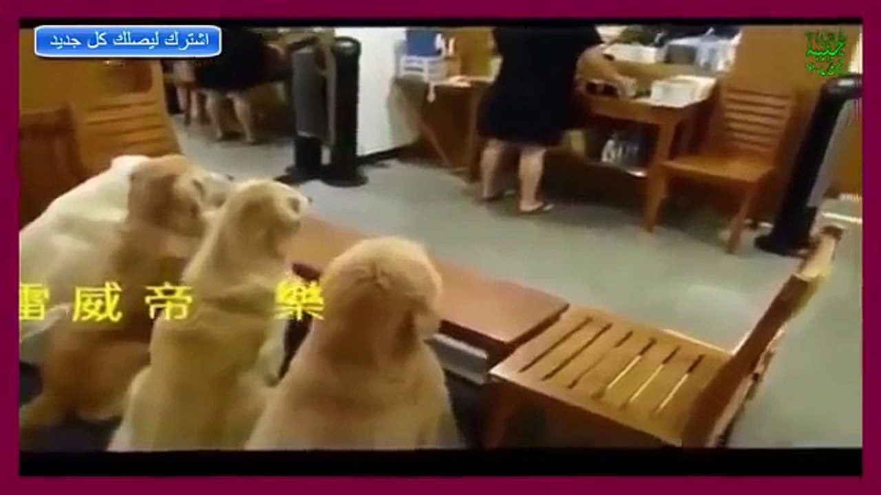 Top 10 Los perros más inteligentes son los más disciplinados