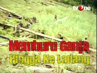 Memburu Ganja Hingga ke Ladang (Bagian 3)