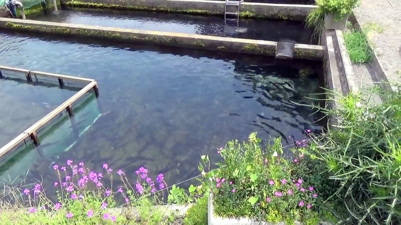 富士山の湧き水で大量発生した『川魚』をスプーンで釣りまくる！