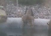 Woman Catches Three Bobcats Enjoying a Drink From Her Pool