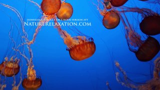 NEW 1 HR Underwater Video Deep Ocean Relaxation Nature Video 1080p