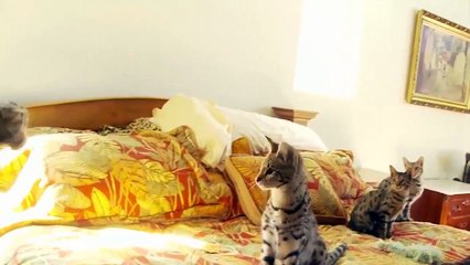 Las 5 Razas de Gatos Mas Extrañas