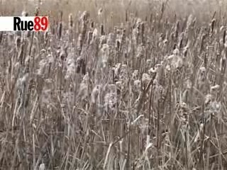 Comment on épure l'eau par les plantes