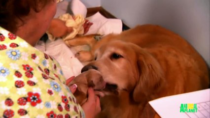 Growing Up Golden: Golden Retriever Puppies | Too Cute!