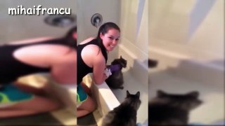 Cats Saying No to Bath A Funny Cats In Water Compilation