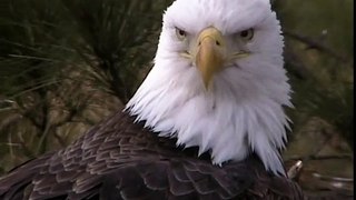 Female eagle close up.wmv