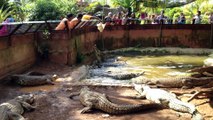 All About Crocodiles - crocodiles eating chicken