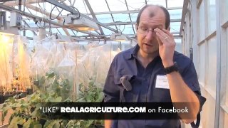 Fungicide + Insecticide In Canola Good or Bad? Dr John Gavloski
