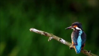 Common Kingfisher Bird Hunting