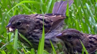 Wonderful NATURE IN HD BEAUTIFUL BIRDS MINNESOTA