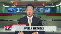 France's first baby panda celebrates first birthday