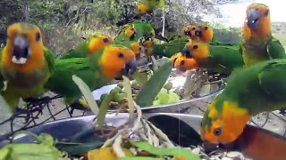 The Morning Parrot Feed